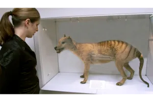 Scans reveal brain secrets of the long lost Tasmanian tiger | UNSW Newsroom