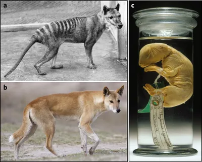 Tasmanian Tigers Are Extinct. Why Do People Keep Seeing Them? - The New  York Times