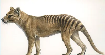 Startup Colossal Biosciences Has Dubious Plan to Resurrect Extinct Tasmanian  Tiger