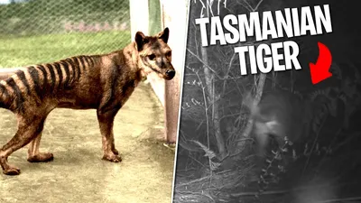 Extinct Tasmanian Tiger Brought 'Back to Life' in Newly Colorized Footage