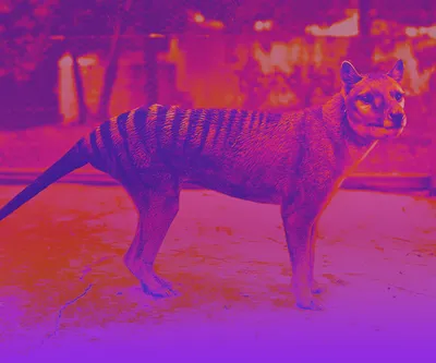 Scientists plan to revive Tasmanian tiger that has been extinct since 1936  - National | Globalnews.ca