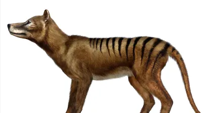RNA recovered from Tasmanian tiger—a first for extinct animal | Science |  AAAS