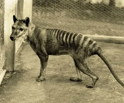 The Last Tasmanian Tiger: The History and Extinction of the Thylacine:  Paddle, Robert: 9780521531542: Amazon.com: Books