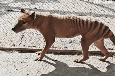 Tasmanian Tiger-like animal caught on video in Belair National Park, South  Australia | Daily Mail Online