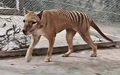 Thylacine: The History, Ecology and Loss of the Tasmanian Tiger: Holmes,  Branden, Linnard, Gareth: 9781486315536: Amazon.com: Books