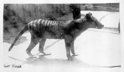 Is THIS A Tasmanian Tiger In 2022? - YouTube