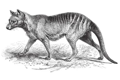 Thylacine | Tasmanian Wolf |Tasmanian Tiger