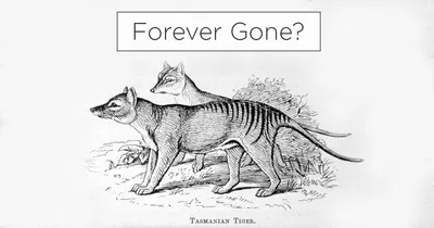 People are claiming to have seen the Tasmanian tiger — 80 years after it  was believed extinct - Deseret News