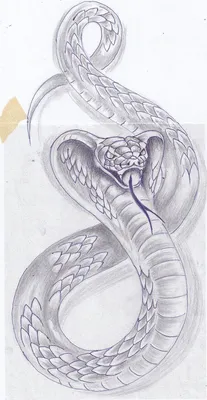 Тату с коброй - эскизы, значения татуировки кобра для мужчин и девушек (79  фото) | Рисунки узоров для татуировок, Татуировки, Тату кобры