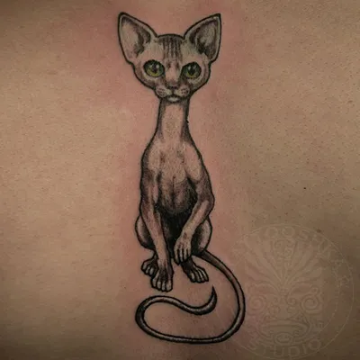 кот #котята #кошечки #cat #сфинкс #кошкисфинксы #tattoomoscow #tattoo:  tattooshka54 — LiveJournal