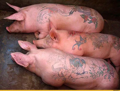 10 человек, которые набили татуировки на самых болезненных участках тела.  Фото | Папарацци | OBOZ.UA