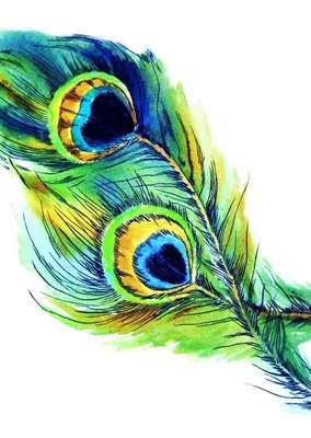 Перо павлина рисунок Peacock feather drawing | Тату с павлиньим пером,  Рисунок, Перо