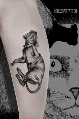 кот #котята #кошечки #cat #сфинкс #кошкисфинксы #tattoomoscow #tattoo:  tattooshka54 — LiveJournal