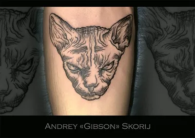 Татуировка женская реализм на предплечье кот сфинкс - мастер Анастасия  Юсупова 6536 | Art of Pain