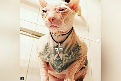 Татуированный кот из Перми 25 сентября 2018 г - 25 сентября 2018 - 59.ru