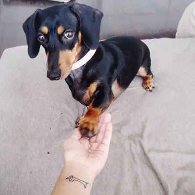 Pin by Ella Lewis on Animals | Daschund tattoo, Dachshund tattoo, Dog  tattoos