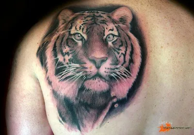 Тату на груди тигр - 12 Фото и значение татуировок 2024