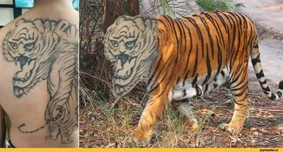 Два тигра с надписями на спине, мастер Денис Распопов (ID: 18736)