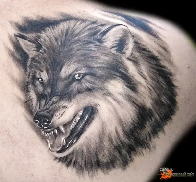 Татуировка мужская реализм на плече волк 3353 | Art of Pain