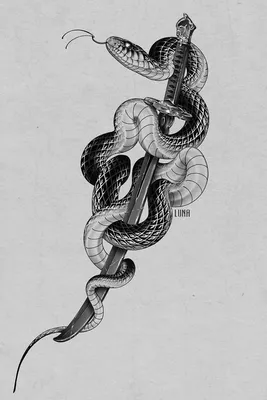 Эскиз тату змея и кинжал | Tattoo design drawings, Snake tattoo design,  Snake drawing