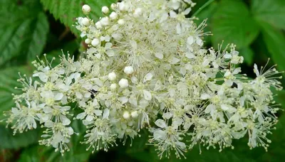 🌿 Лабазник шестилепестный (гексапетала) / #Filipendula hexapetala - 200  руб. 🌿 ▫ Высота 100-150 см. ▫ Резная листва и пышные соцвети… | Дикий сад,  Кустарники, Сад