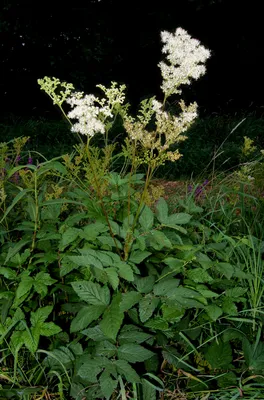 Filipendula vulgaris - Изображение особи - Плантариум