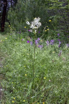 Filipendula vulgaris - Изображение особи - Плантариум | Растения