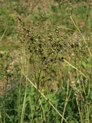 Лабазник обыкновенный (Filipendula vulgaris)