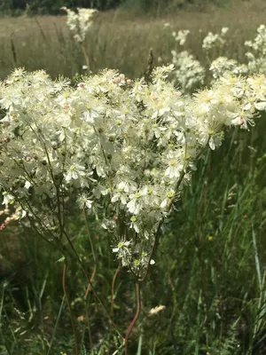 Filipendula vulgaris - Image of an specimen - Plantarium