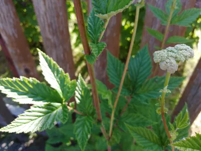 Таволга обыкновенная (Filipendula vulgaris) - PictureThis