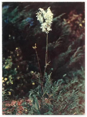 Лабазник шестилепестной или таволга степная (Filipendula hexapetala Gilib)  Stock Photo | Adobe Stock