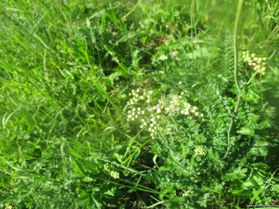 Filipendula vulgaris - Image of an specimen - Plantarium