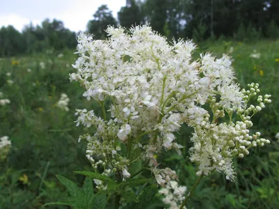 Лабазник шестилепестной или таволга степная (Filipendula hexapetala Gilib)  Stock Photo | Adobe Stock