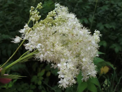 Файл:Filipendula vulgaris 'dropwort' 2007-06-02 (plant).jpg — Википедия