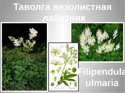 Filipendula vulgaris - Изображение особи - Плантариум