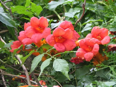 Кампсис укореняющийся семена (20 шт) текома (лат. Campsis radicans)  (ID#1310110144), цена: 90 ₴, купить на Prom.ua