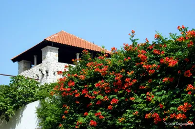 Текома (кампсис укореняющийся, Campsis radicans) — путеводитель по отдыху в  Крыму