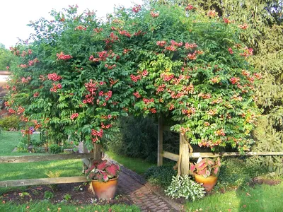 Кампсис, текома Фламенко, Campsis radicans Flamenco (ID#1458198899), цена:  126 ₴, купить на Prom.ua