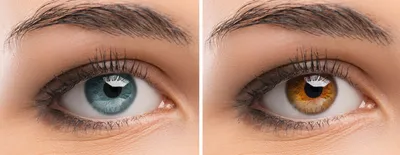Карие линзы для глаз. Темно карие линзы для глаз. Цветные контактные линзы.  Цветные линзы для глаз (ID#1244121772), цена: 325 ₴, купить на Prom.ua