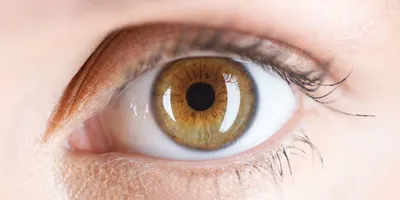 Yellow eyes в 2023 г | Темно-карие глаза, Эстетика, Глаза