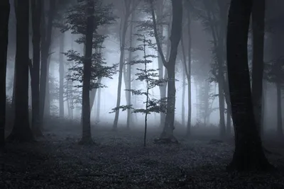 Темный лес фото фото