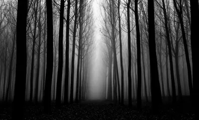 Картинки темный лес - 75 фото