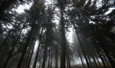 Картинка Темный лес » Лес картинки скачать бесплатно (224 фото) - Картинки  24 » Картинки 24 - скачать картинки бесплатно