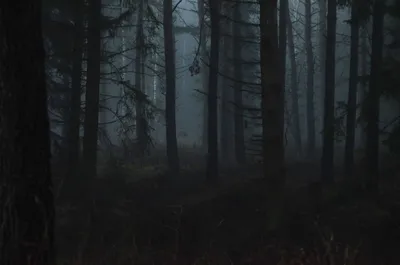 Тёмный лес (сериал, 1 сезон, все серии), 2020 — описание, интересные факты  — Кинопоиск