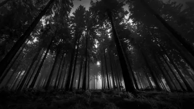 Мистический темный лес осенью с след в синем тумане Стоковое Изображение -  изображение насчитывающей красивейшее, туман: 195019553