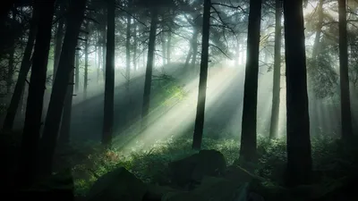 Темный лес зимой - 69 фото