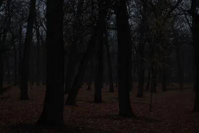 Картина Темный лес ᐉ Пинчук Илона ᐉ онлайн-галерея Molbert.