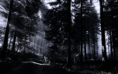 Природа темный лес - фото и картинки: 32 штук