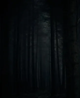 Темный лес | Лунный свет | Дзен