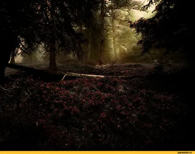 Лес Темный Страшный Сон - Бесплатное фото на Pixabay - Pixabay
